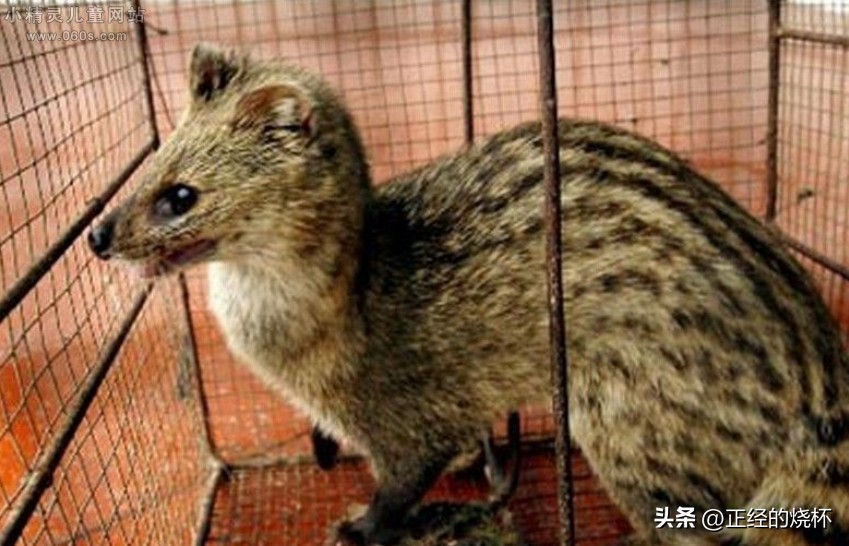 灵猫属于什么猫,长尾灵猫是猫科动物吗