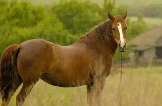 确定全麻手术后马匹心律失常的患病率和性质，评估心律失常的风险