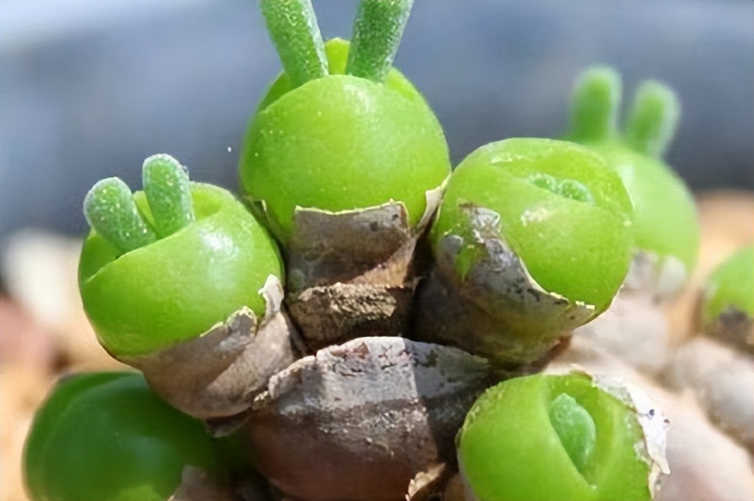 女子8年种多肉成多肉界天花板,100种多肉造型图