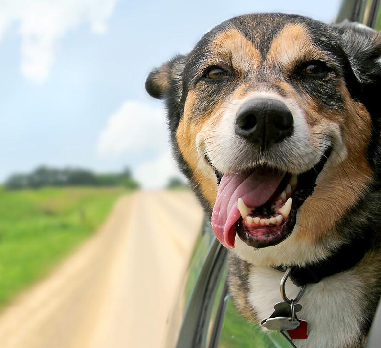 狗狗各种坏习惯,狗狗家中古怪行为引热议