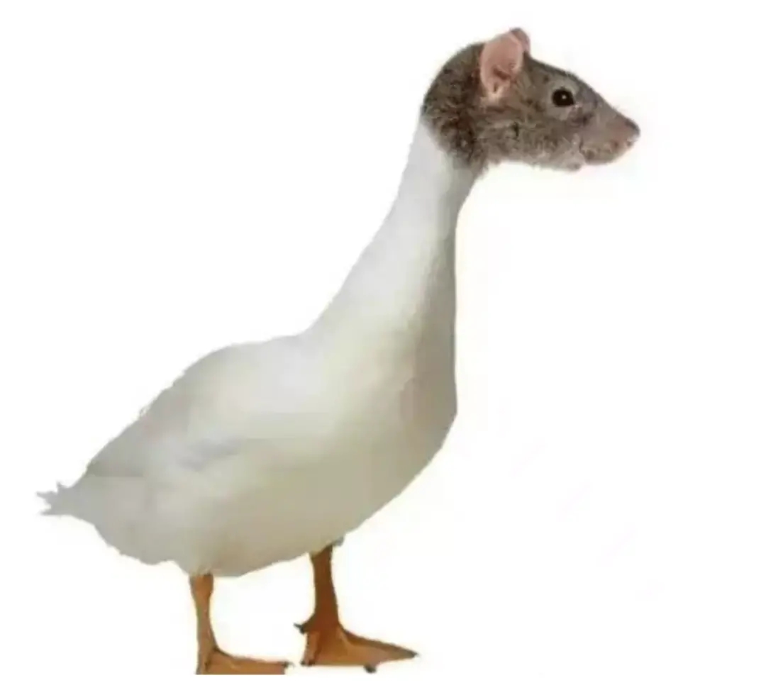 50度灰之鸭脖鼠脑奇案：你不知道的灰色行业*规则潜**