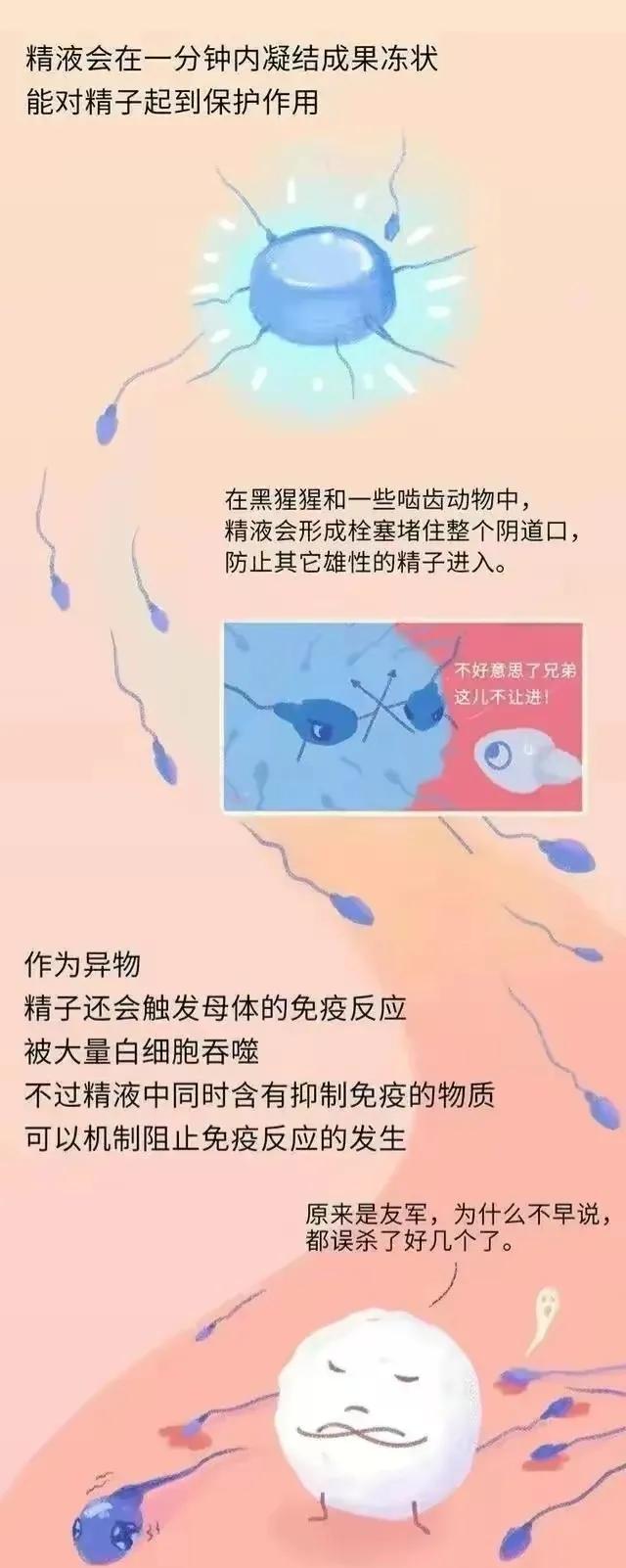 精子进入女性体内后，会发生什么神奇的事？漫画科普