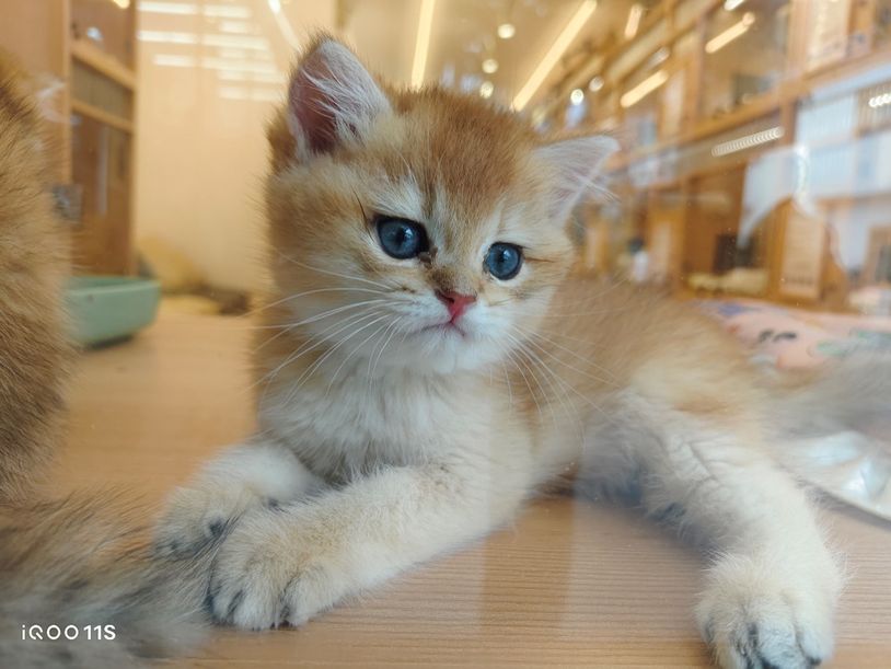 全面升级性能测试,iqoo11s深度测评属于旗舰吗