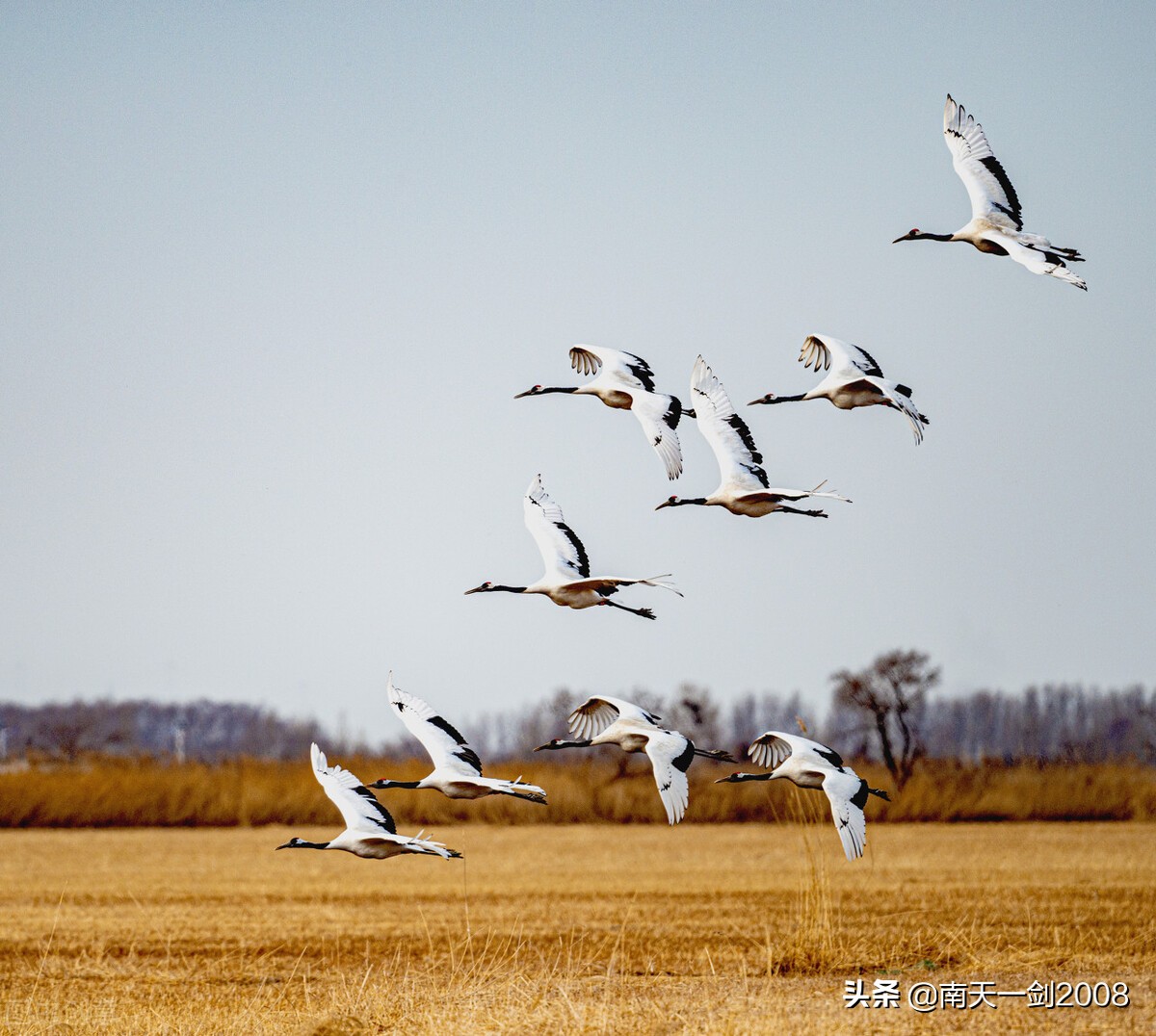 苏金茂文章,苏金茂书法
