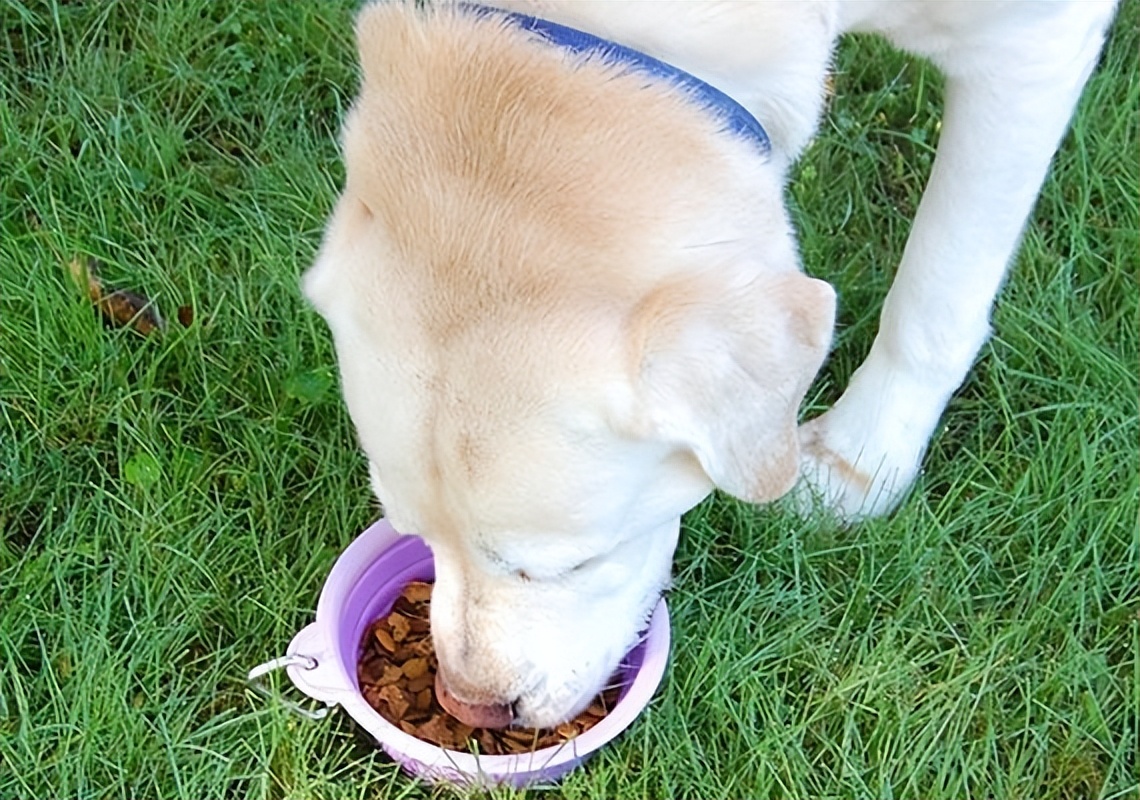 夏天天气很热猫和狗怎么养,为什么猫狗夏天不热