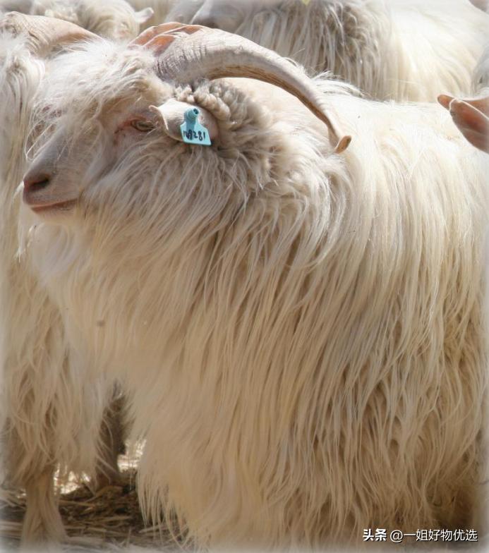 羊绒围巾推荐店铺,羊绒围巾推荐什么颜色