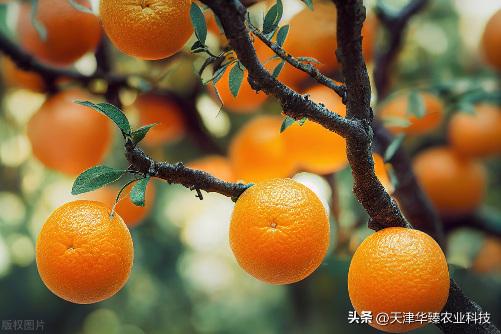 柑橘的果皮太脆太薄是什么原因,如何调控柑橘果皮厚度