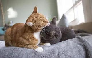 猫咪发情期的基本知识及应对方法