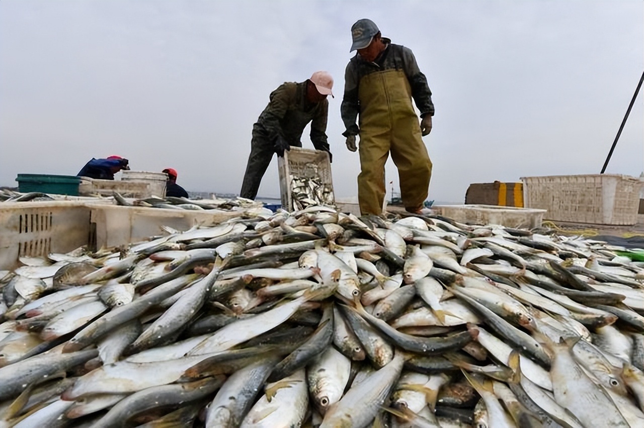 渔民抓到一条百万大鱼,渔民捕到重达几百斤的大鱼