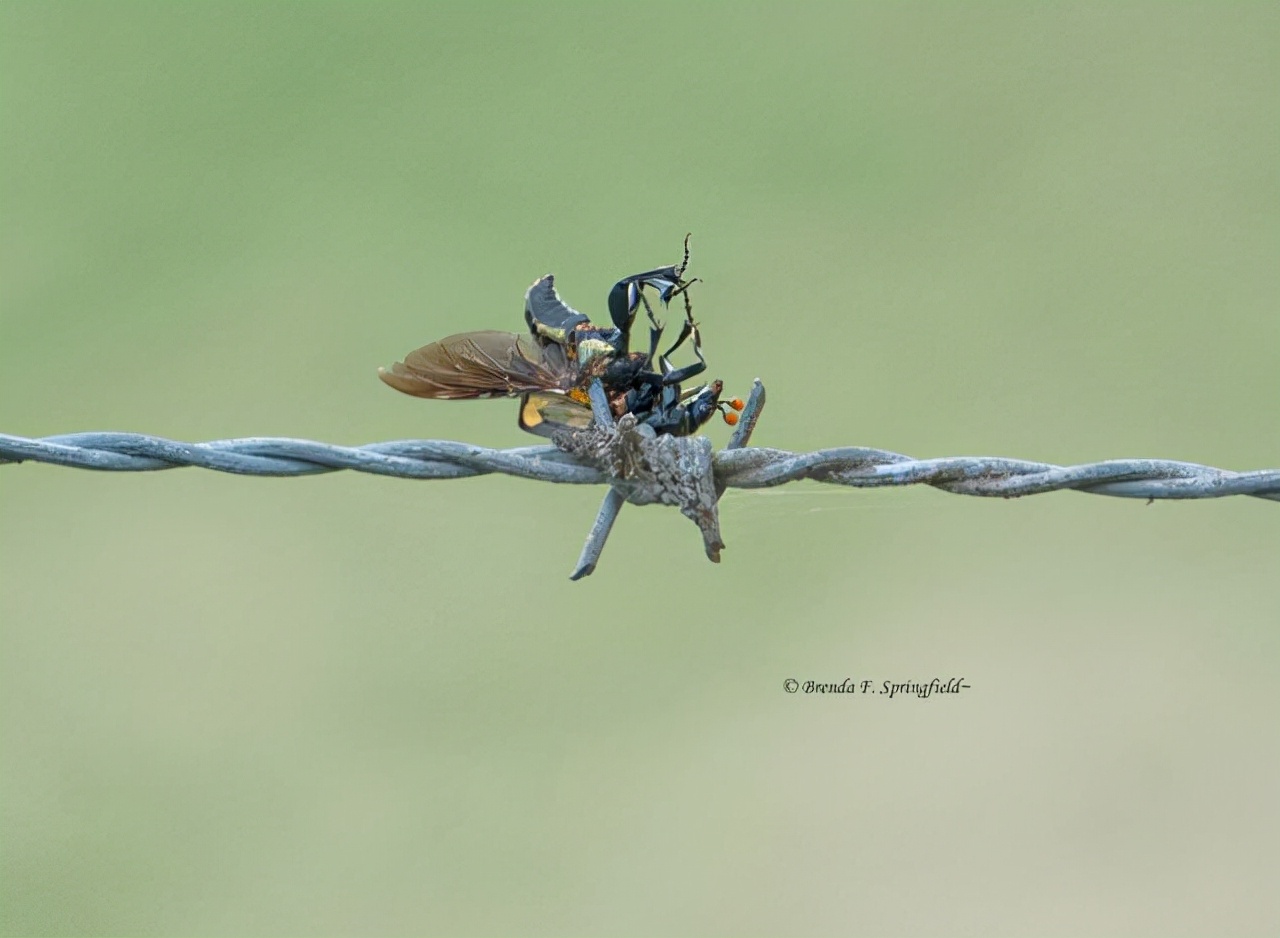 真实大象图片大全可爱,真实野生大象图片