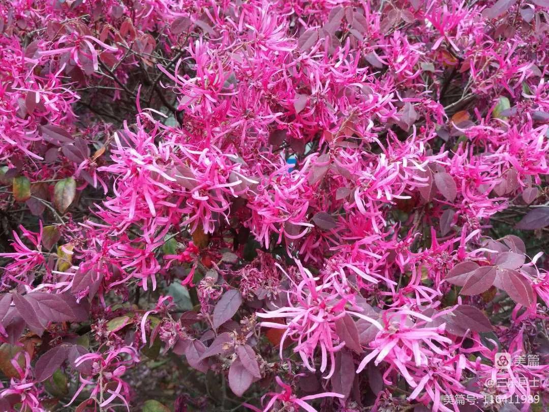 红花檵木的历史故事,白花檵木