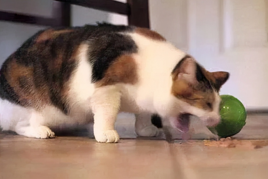 玫斯猫粮为什么是毒猫粮,玫斯全猫粮和幼猫粮