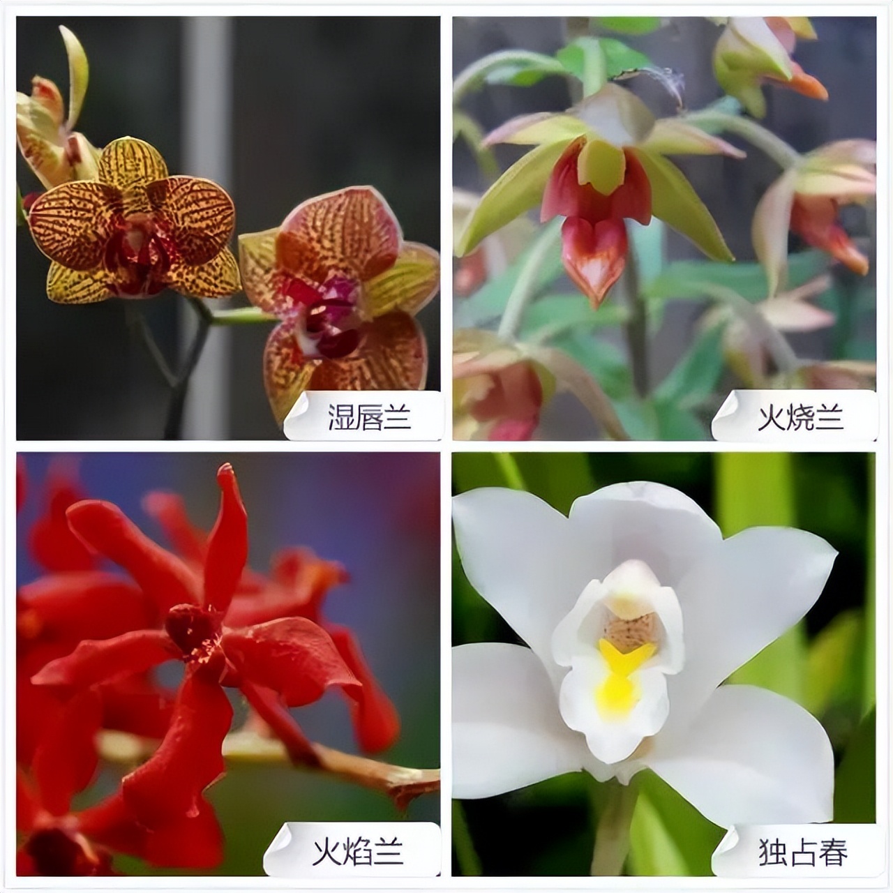 常见兰花品种图片名称及介绍大全,各种兰花品种名称及图片大全