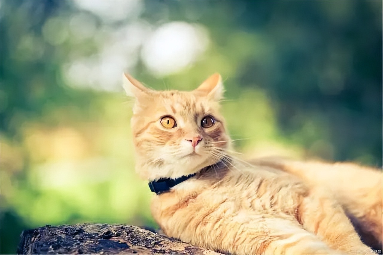 想养猫猫的第一天,新手养猫猫不适应环境怎么样办