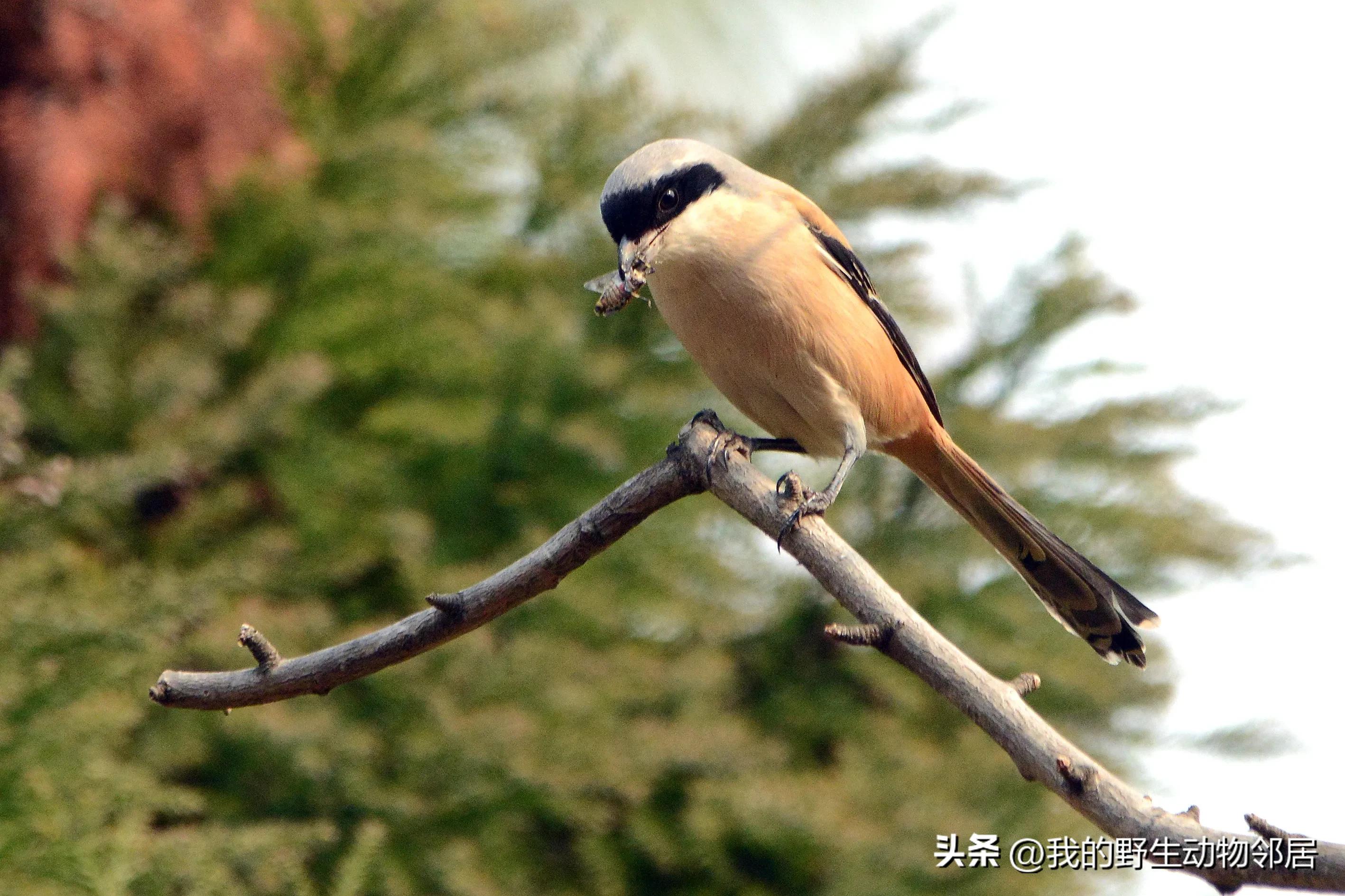 上海野生动物园百鸟园,上海野生鸟类种类有多少