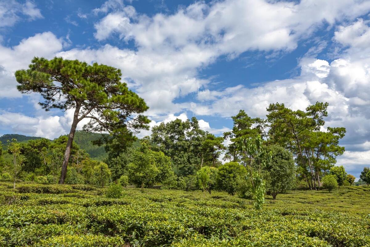 云南普洱旅游推荐,云南普洱好玩的景点都有哪些