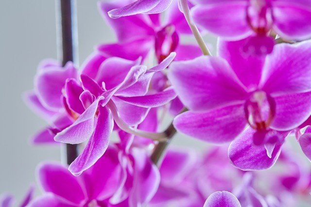 兰花美图奇花异草,兰花幽静之美图片