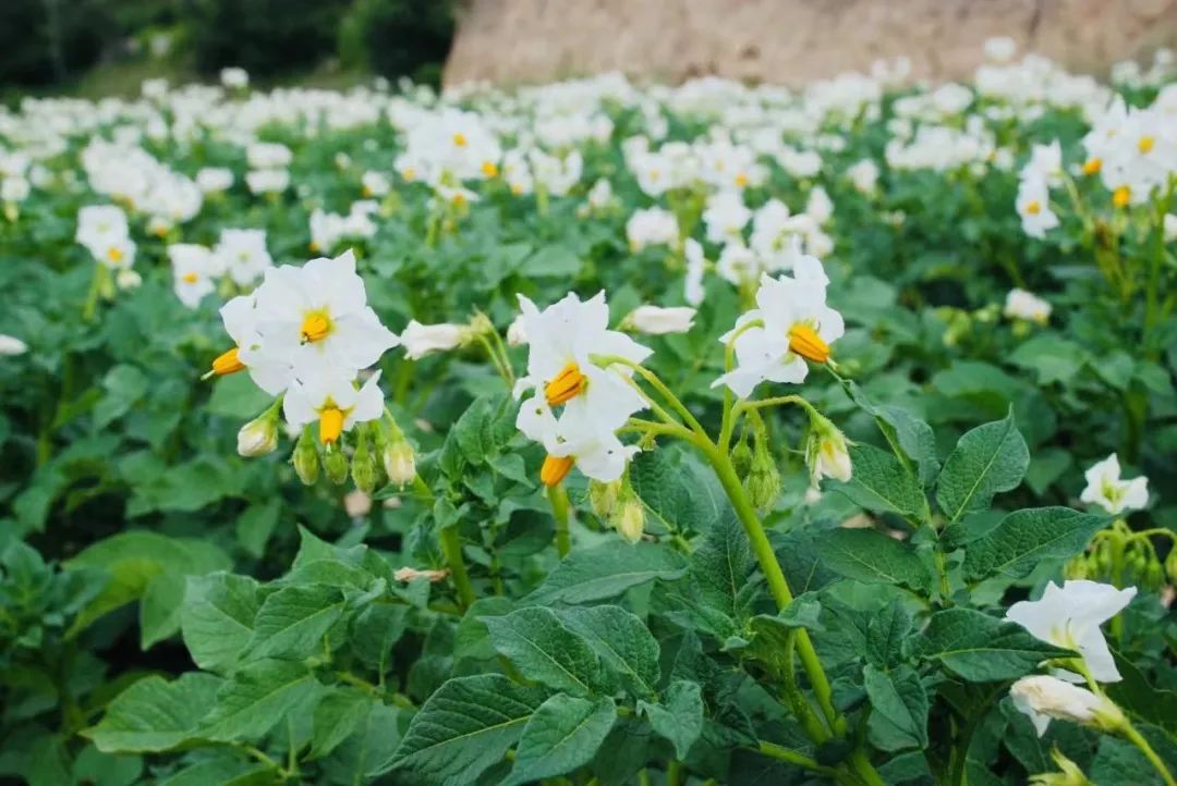 【融媒联动·全域旅游】美艳!专属农民的浪漫——青岚的洋芋花开“赛牡丹”
