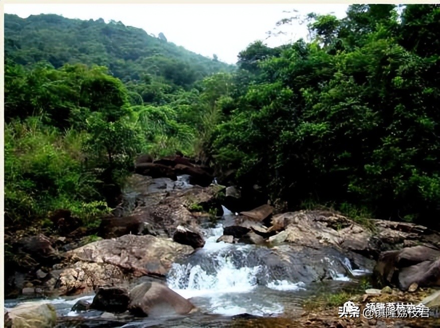 隆林美丽的家乡,镇隆家乡的风景
