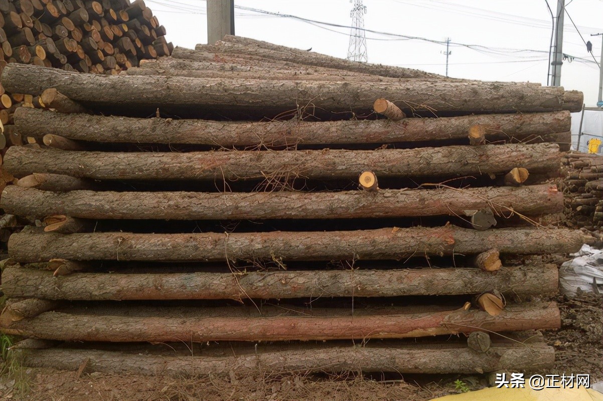 松木打桩到泥土多久会烂,松木木料怎么样