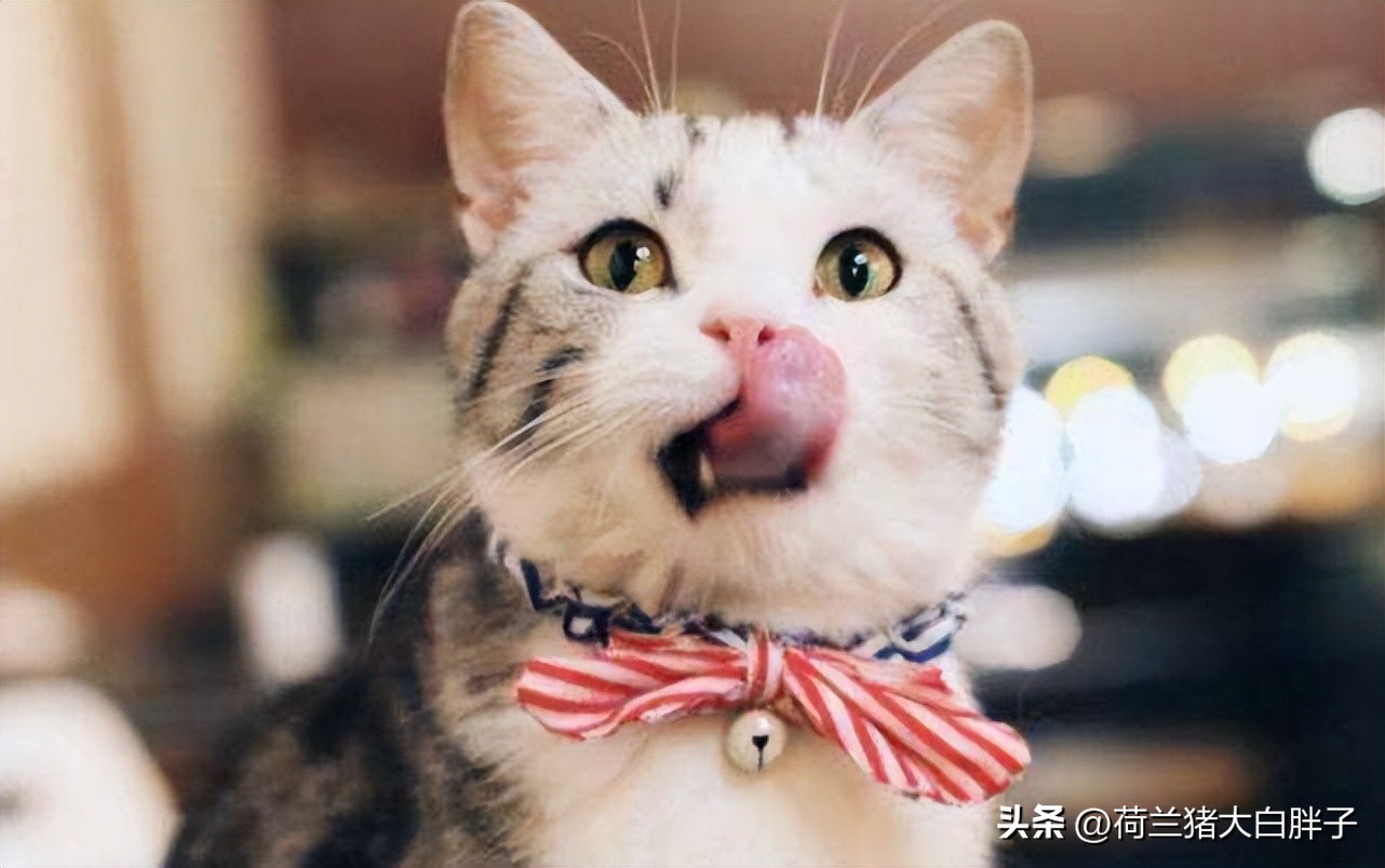 猫咪来月经冷知识,关于猫咪的36个冷知识