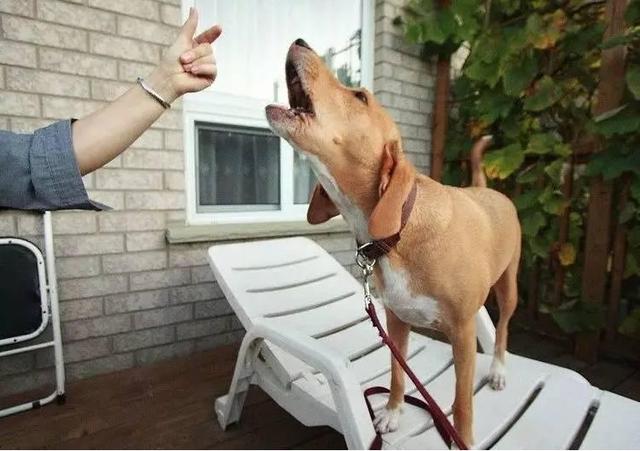 怎么样才能溺爱狗狗,被溺爱的狗狗如何纠正