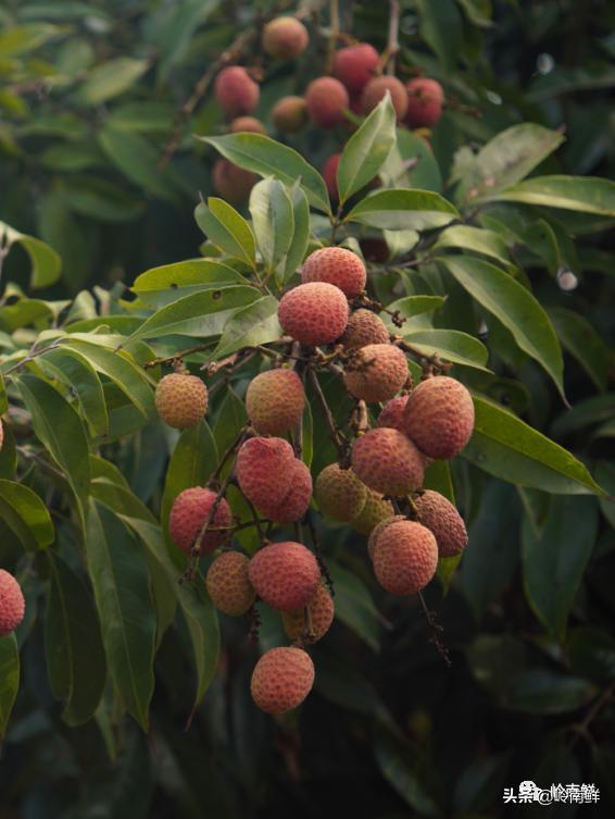 全球最好吃的荔枝在哪里,荔枝哪个品种最好吃