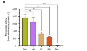 绿脓杆菌如何培养,绿脓杆菌做什么项目培养