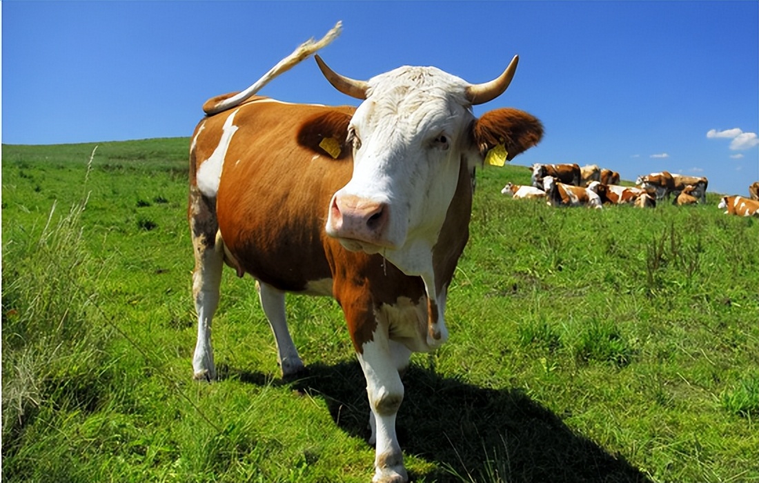 母牛一般在什么季节发情？母牛发情时会有哪些症状？看完就知道了
