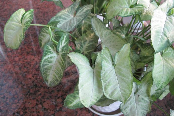 合果芋怎么养殖长得旺盛,合果芋怎么养