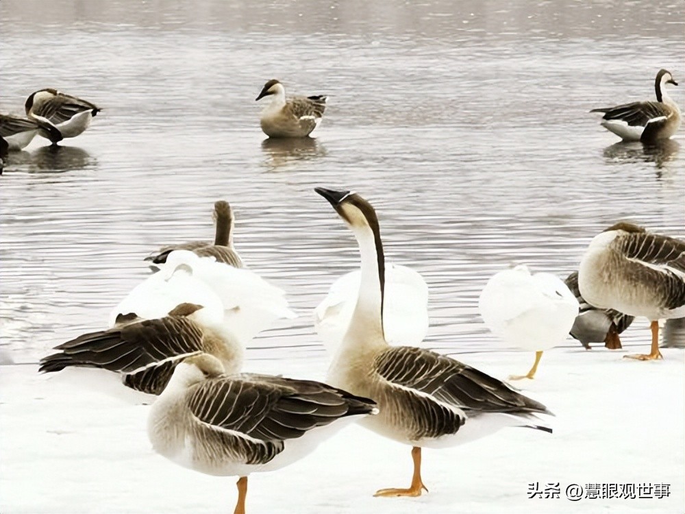 中高考必考古诗词,中高考必背古诗词朗诵