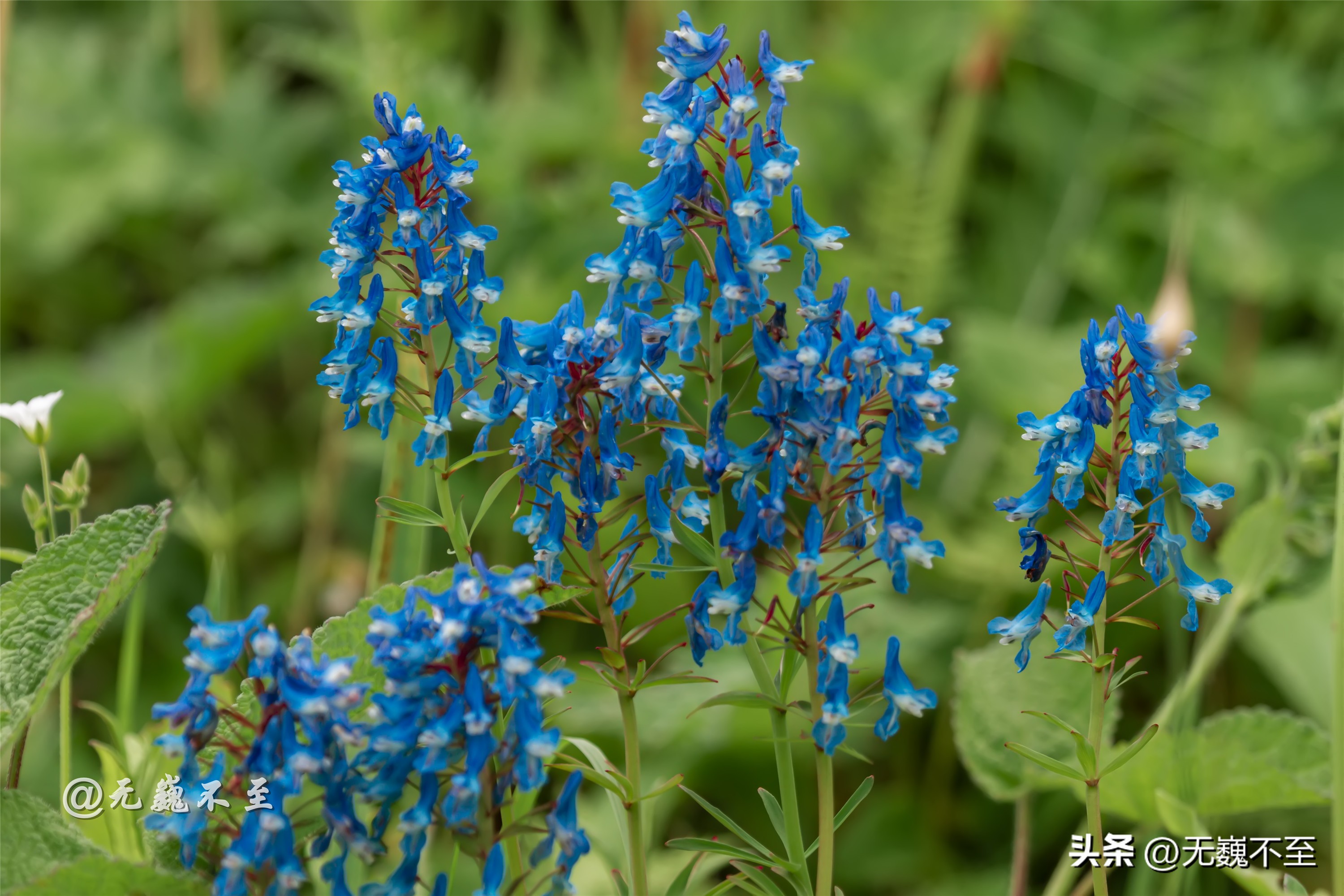 九顶归来不看花，但是这些花名你知道吗？科普一下不就认识啦