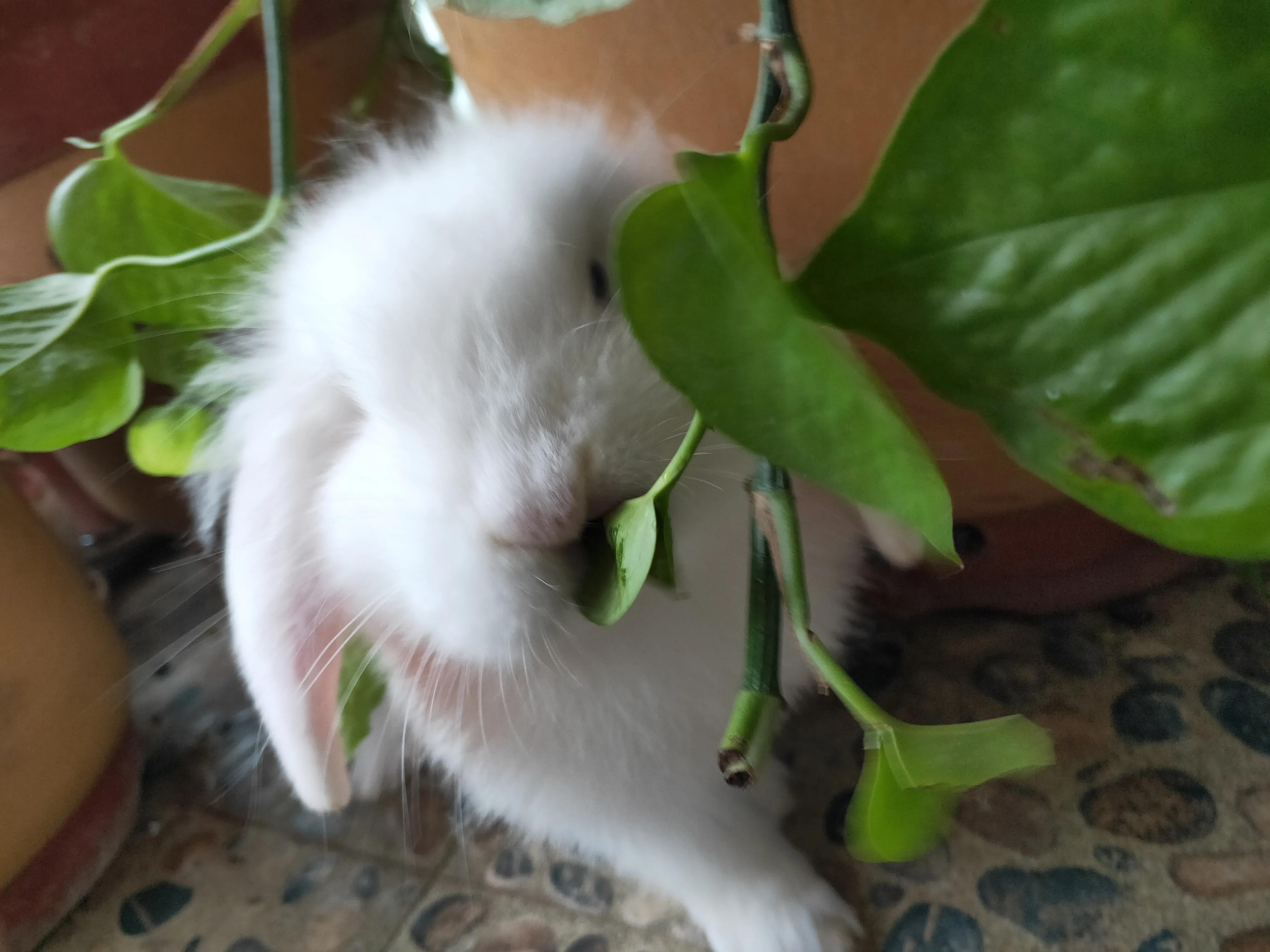 养宠物兔子赚钱吗,有养兔子当宠物的吗