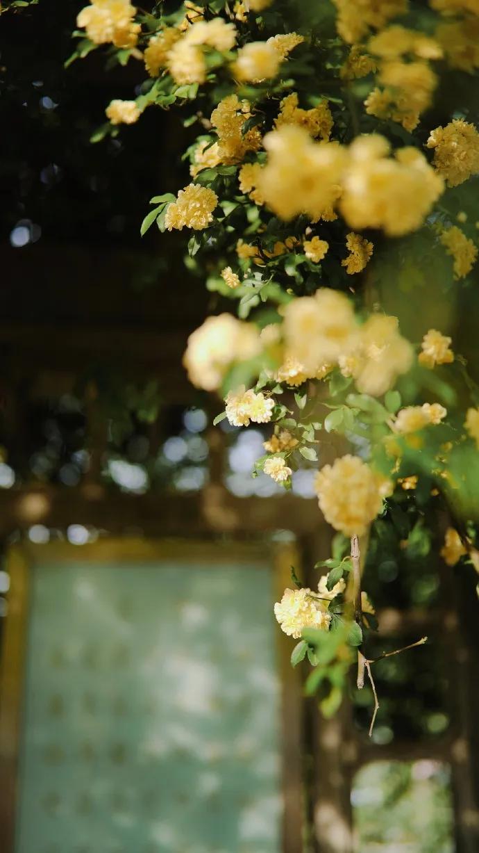 黄色系花朵壁纸,白色郁金香花田壁纸