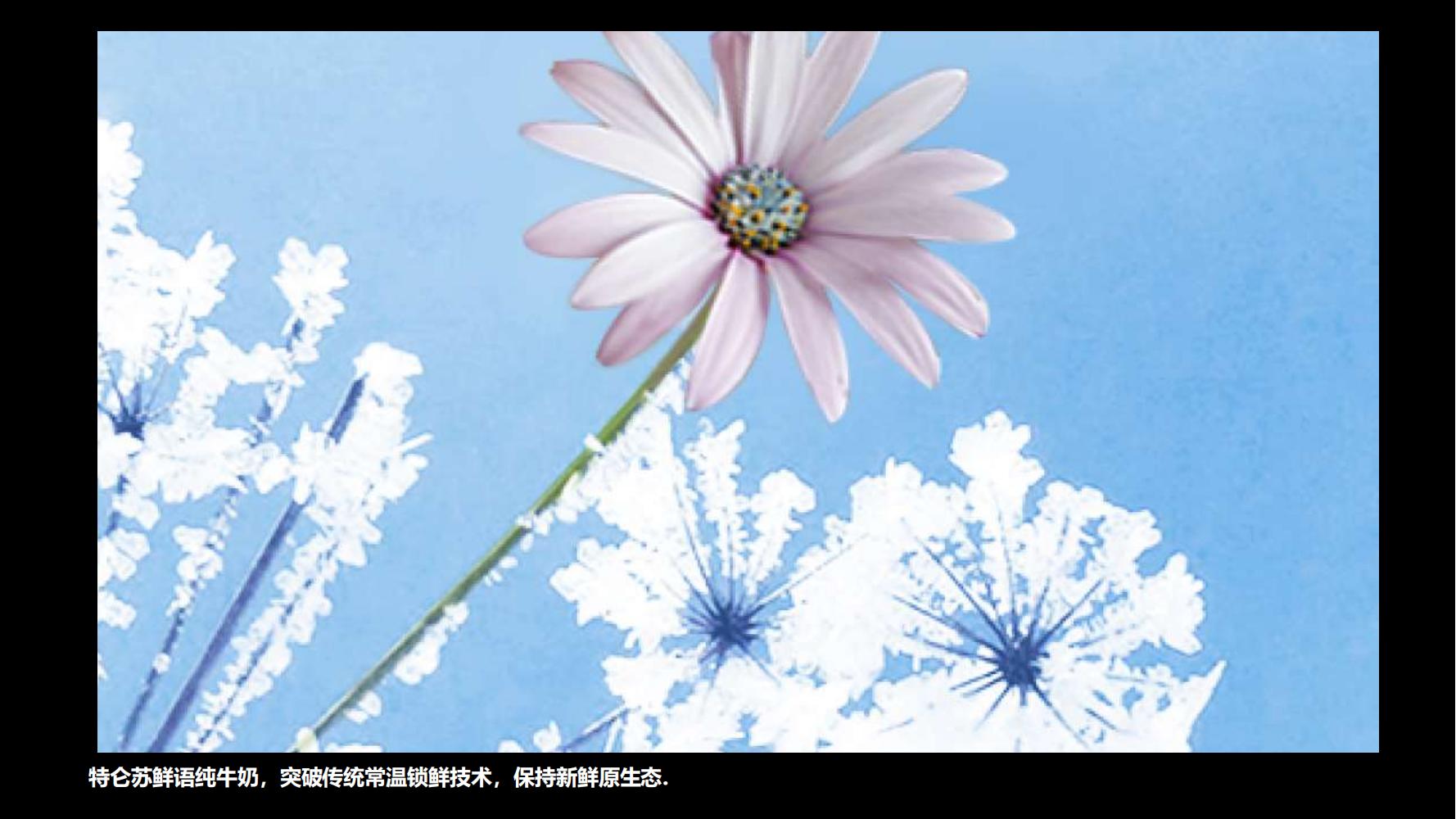 蒙牛特仑苏营销策划,蒙牛特仑苏广告词