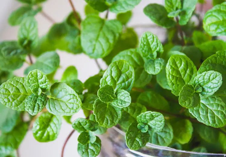 十种花的花语大全,100种花卉花语图片欣赏