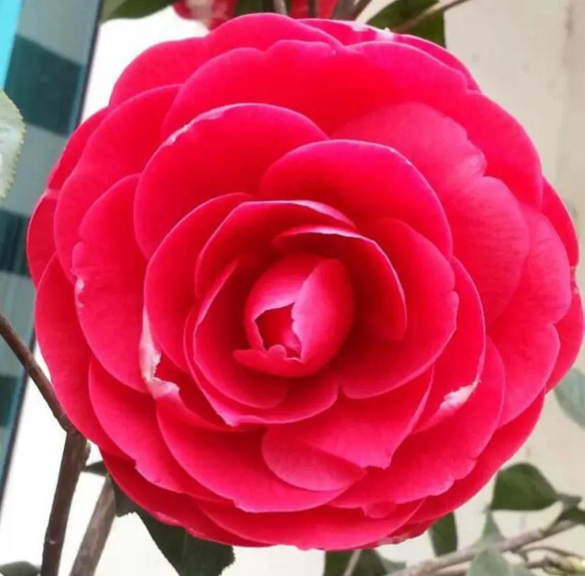 赏花旅游种什么花,春季去公园踏青上百种花让人眼花