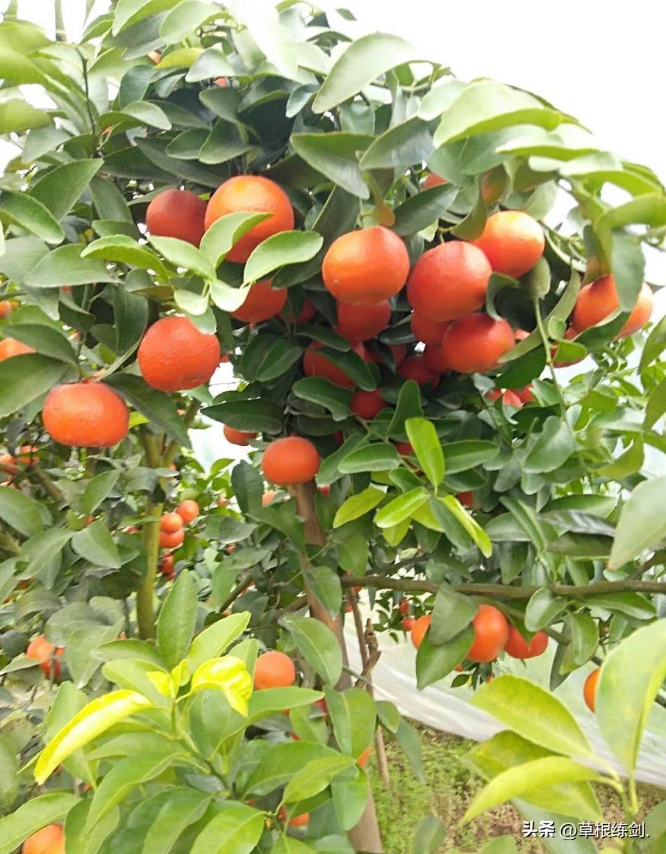 网易新浪头条及部分网络平台对纪实自传体回忆录《草根春秋》评论