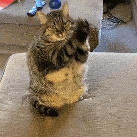 猫咪坐姿分辨性别,猫咪坐姿判断性别