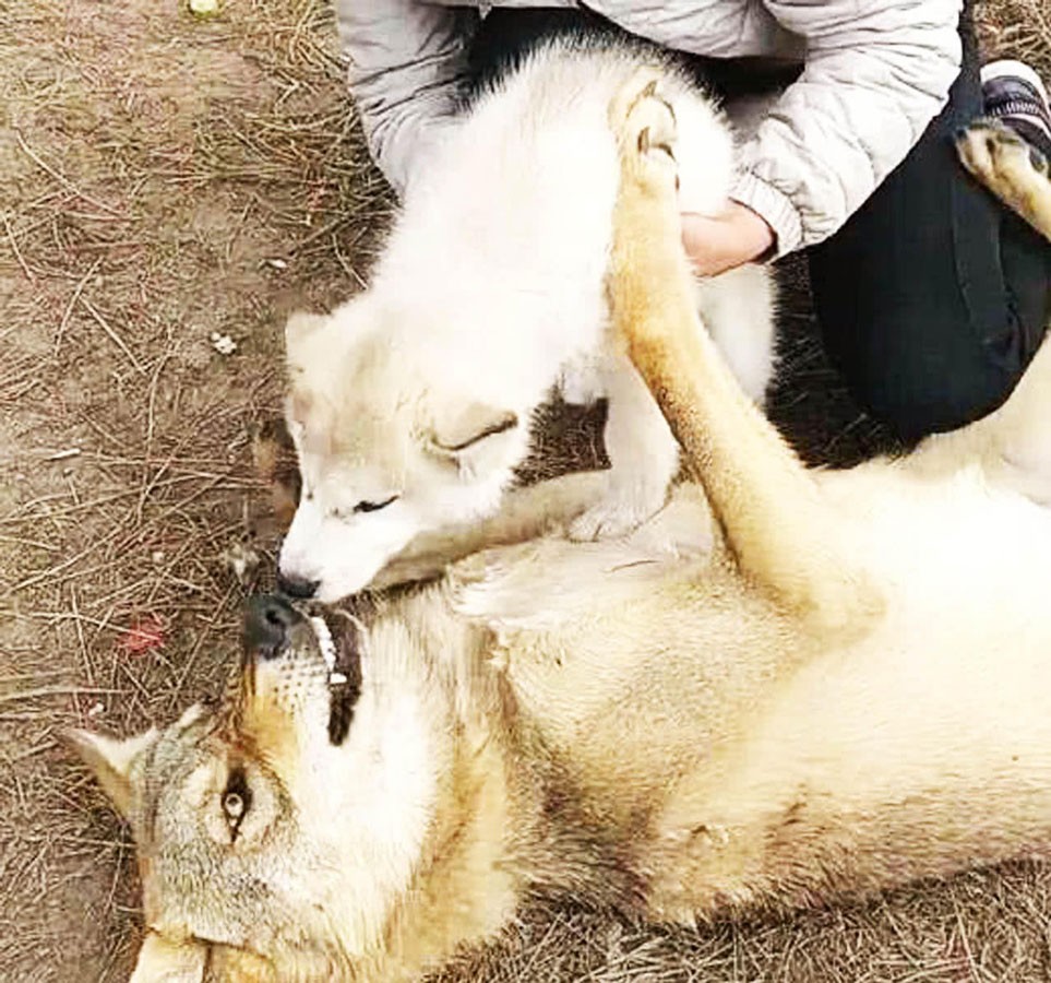 狼和母羊爱情故事,狼与羊的爱情故事