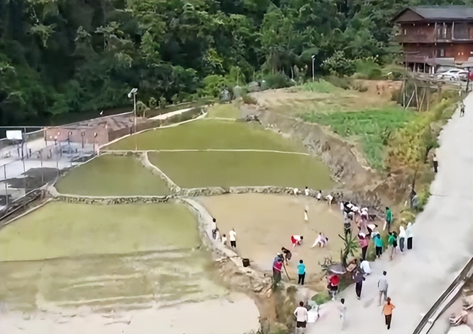 种植300亩水稻一年纯利润将近20万,农民种水稻赚两千万