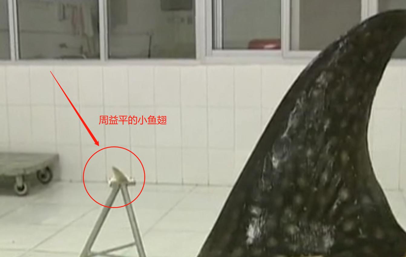 中国“鲨鱼村”的聪明商人：加工迷你“小鲨鱼”，年入3000万