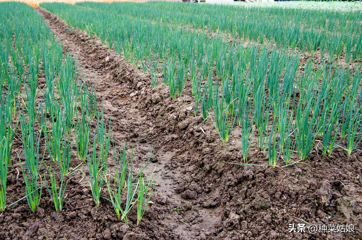 小葱种多久可以施肥,小葱浇水后几天施肥