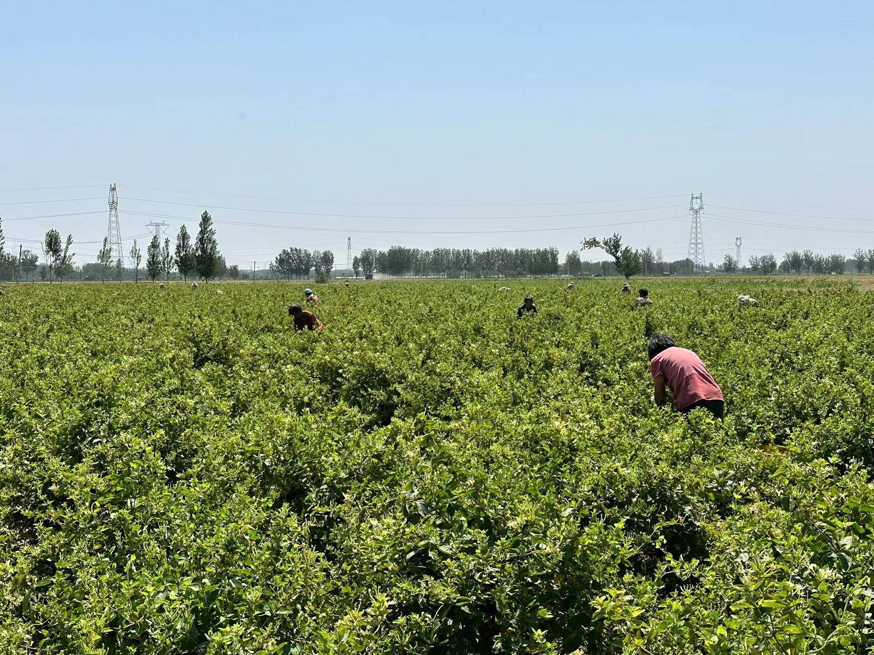 金银花种植奔小康,金银花开成乡村振兴致富花