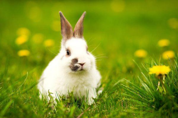 生肖兔2023年下半年运势深度解析,63年生肖兔2023年本命年运势