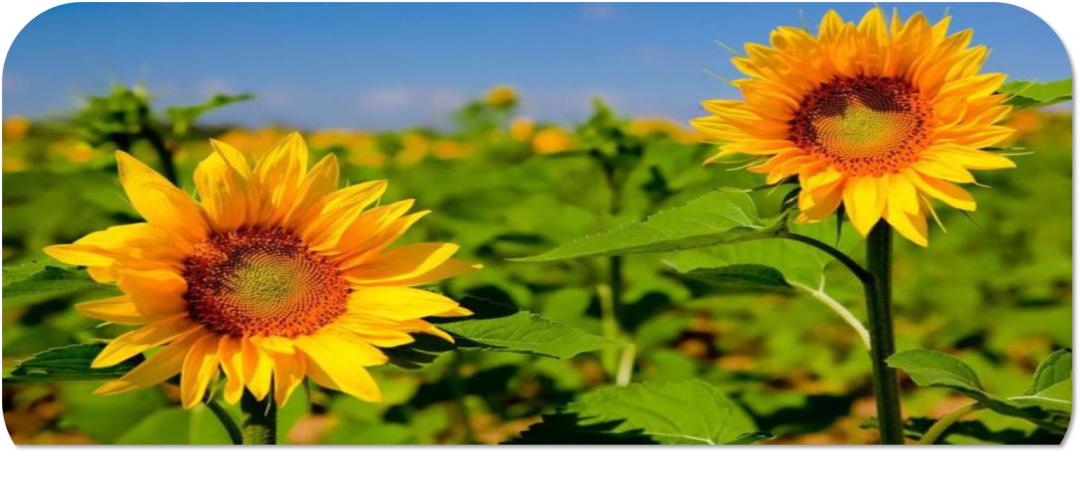 弘一法师说亲人去世,弘一法师亲人的离世