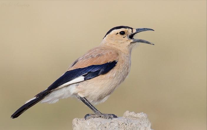 所有鸟图片大全大图,50张最佳鸟类摄影作品