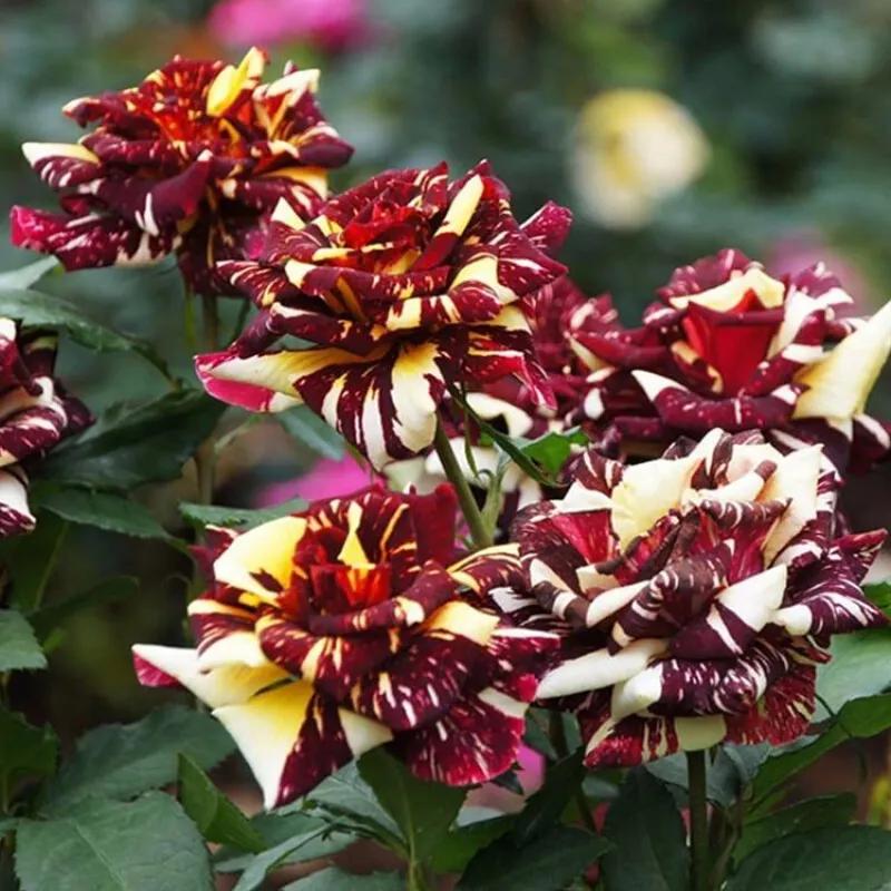 月季美图100张,妩媚动人的月季花图片