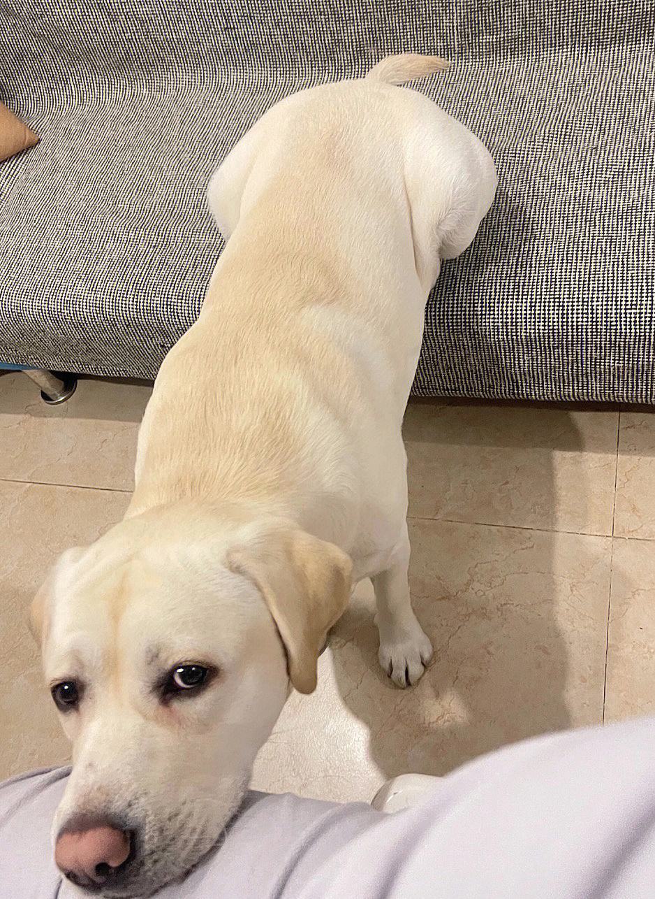 为什么养金毛的比养拉布拉多的多,为什么都不建议养拉布拉多