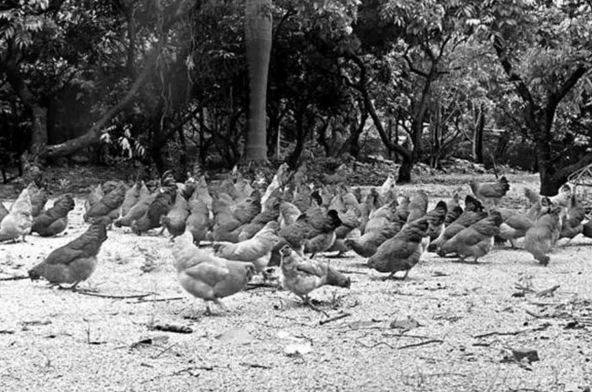 爱迪生传奇人生故事,大王的传奇一生